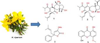 Image result for Hypericum peplidifolium