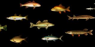 De nos jours, les zoologistes utilisent ce mot, qui n'a pas de valeur classificatoire, à des fins essentiellement pratiques. 5 Regles D Or Pour Pecher Un Carnassier Technique De Peche Comptoirdespecheurs