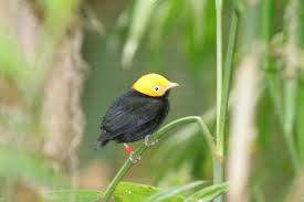 Altin Basli Manakin Golden Headed Manakin Pipra Erythrocephala Kus