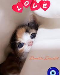 Nurcan Baskavak Beneklizencefil Cat Catfollowtrain Cats Catsofinstagram Catstagram Cats Of World Catofinstagram Babycat Beauti Baby Cats Cats Kittens