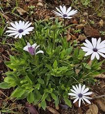 Image result for Dimorphotheca