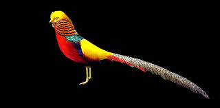 Di bawah ini telah kami sedikan kumpulan gambar burung yang cukup populer yang ada di indoensia yang bisa dijadikan wallpaper yang bisa digunakan di handphone atau di laptop atau kebutuhan lainnya. Burung Burung Terindah Cakrawala