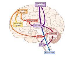 Maybe you would like to learn more about one of these? Abbildung Vervollstandigen Sie Das Nachfolgende Schema Biopsychologie Repetico