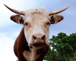 Pin On Beef Cattle