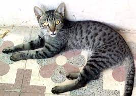 Teeth may start to dull around the most kittens will reach their full size at one year of age. File 7 Month Old Kitten Jpg Wikimedia Commons