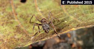 Image result for Arthropteris antun-gupffertiae