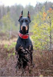 Mia Estrela Mountain Dog Doberman Pinscher Pyrenean Mountain Dog