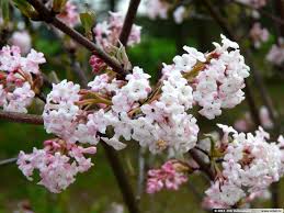 Winter can bring cold and snowy days, but it can also bring beautiful flowers such as the snowdrop. Viburnum X Bodnantense Charles Lamont Dawn Ou Deben 2 M Caduc Floraison Parfumee Hors Ge Flowering Shrubs Winter Flowering Shrubs Garden Flower Beds