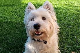 Can anyone point me in the right direction for a good dry biscuit for my  dog he is a large breeed with chicken allergies … he is currently