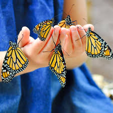 We did not find results for: Gardening With Kids Butterfly Friendly Plants Peanut Blossom