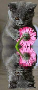 Super Stuffz Flower Reflection Cat Flowers Grey Kitten Animals Beautiful