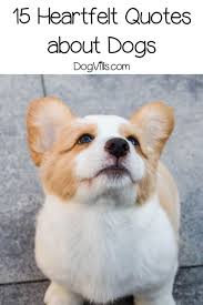 15 Inspirational Heartfelt Dog Quotes Dogvills Dog Quotes Cute Dog Quotes Dog Breeds Little