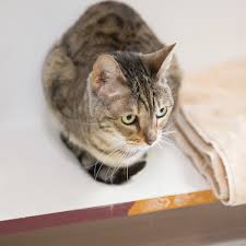 Animal allergy & skin clinic has estimated annual revenues of $320,000.00 and also employs an estimated 6 employees. Home Cornell Center Animal Hospital