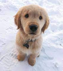 Goldenretriever Dogs Cute Winter Snow Puppy Dog Eyes Cute Dogs Cute Animals