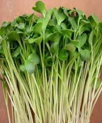 Image result for RAU MẦM CẢI XANH