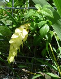 Image result for Justicia australis