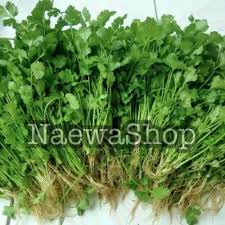It is about the same meaning as 'perhaps' in english. Jual Daun Ketumbar Wansui Coriander Cilantro Segar Kota Bekasi Naewa Shop Tokopedia