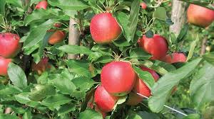 Apple farms & stands around milton, ny! New York Apple Report Produce Business