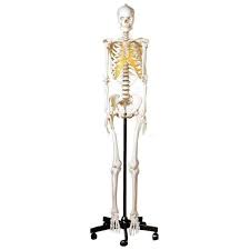 Maybe you would like to learn more about one of these? Anatomy Model Somso Female Skeleton