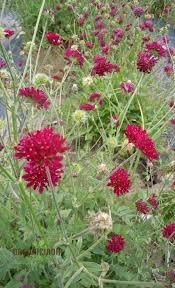 Image result for Scabiosa drakensbergensis
