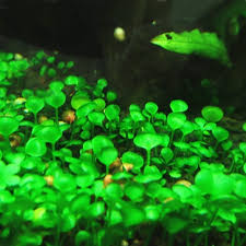 Image result for Marsilea burchellii