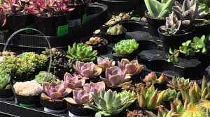 We deliver succulents and cactus arrangements to the san diego area. San Diego S North County Is Epicenter Of Succulent Boom Youtube