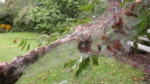 Bagworms are a whole different story from webworms. Is That A Bagworm Or Webworm