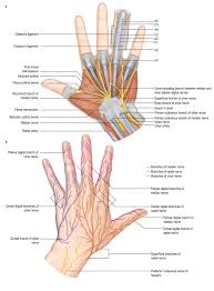 Image result for Normal Anatomic Position of the Hand and Wrist