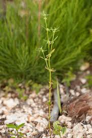 Image result for Spermacoce annua