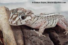 Image result for Alectra picta