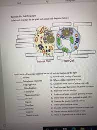 Check spelling or type a new query. Paragraph Font Exercise 3a Cell Structure Label Each Chegg Com