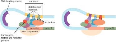 Gene Regulation Operon Theory Microbiology