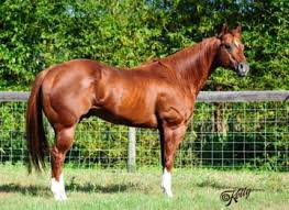 Buy model horse and get the best deals at the lowest prices on ebay! Florida Horse Industry Horses Equine Agriculture Industry Home Florida Department Of Agriculture Consumer Services