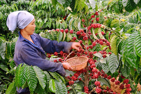 Kỹ thuật hái cà phê