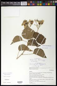 Image result for Eriolaena