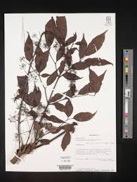 Image result for Polyscias kivuensis