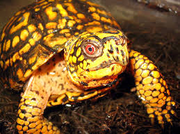 Eastern Box Turtle Wikipedia