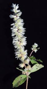 Image result for Cyathula natalensis