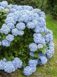 Ook in bloempotten op een balkon of terras zal de hortensia een echte blikvanger zijn. Hortensia Mousseline Hydrangea Macrophylla Mousseline Le Jardin Du Pic Vert