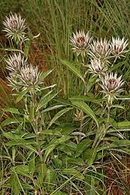 Image result for Macledium poggei