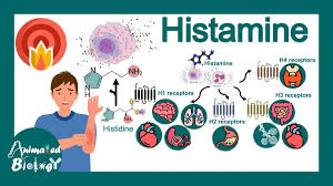 Image result for Histamine