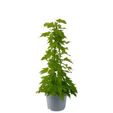 Image result for Ipomoea batatas pots