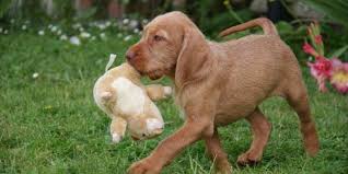 The wirehaired vizsla information on the wirehaired vizsla a hunting dog breed trained at autumn breeze kennel. Hungarian Dog Breeds And Everything You Need To Know About Them