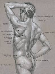 Human body outlines are available for pdf format. Muscles Of The Neck And Torso Classic Human Anatomy In Motion The Artist S Guide To The Dynamics Of Figure Drawing