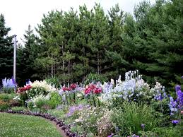 'pink charm' brings on spring color with bright pink blossoms that attract hummingbirds. Amazing A Guide To Successfully Designing A Perennial Garden Decoration Flower Garden Herb Perennial Garden Design Perennial Garden Perennial Garden Plans