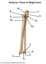 It lies laterally and parallels to the ulna, it rotates to produce. Radius And Ulna Bone Quiz Anatomy
