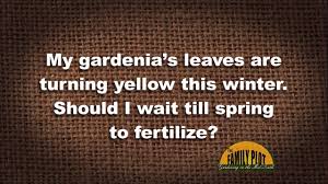 Check spelling or type a new query. Q A My Gardenia S Leaves Are Turning Yellow Should I Wait Till Spring To Fertilize Youtube