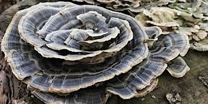 Intro to Mushroom Identification & Foraging