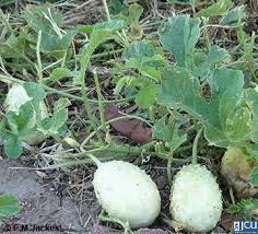 Image result for Cucumis aculeatus
