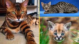 The bengal connection menjelaskan bahwa yang dimaksud kucing bengal. Gilak 7 Kucing Paling Mahal Yang Termahal Harganya Bisa Buat Beli Pakan Se Tokonya Halaman All Tribunstyle Com